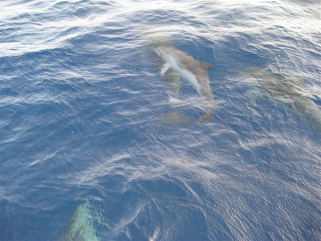 Nos amis les dauphins